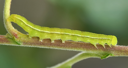 Herald Moth