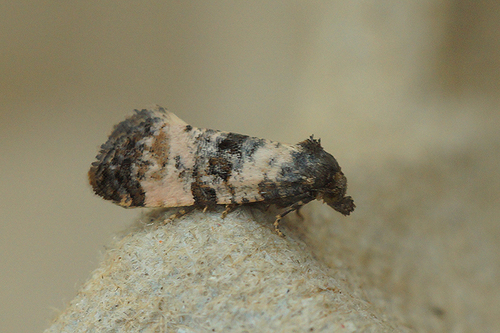 Ragwort crown-boring moth