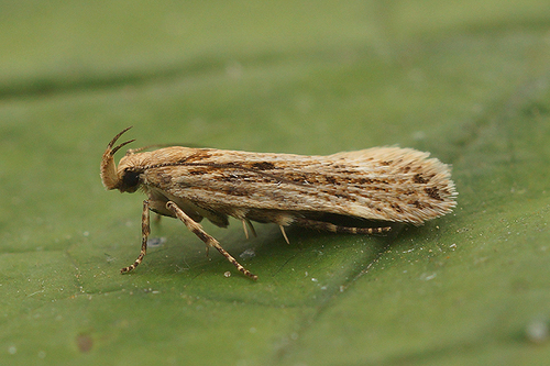 Aroga velocella (Zeller, 1839)