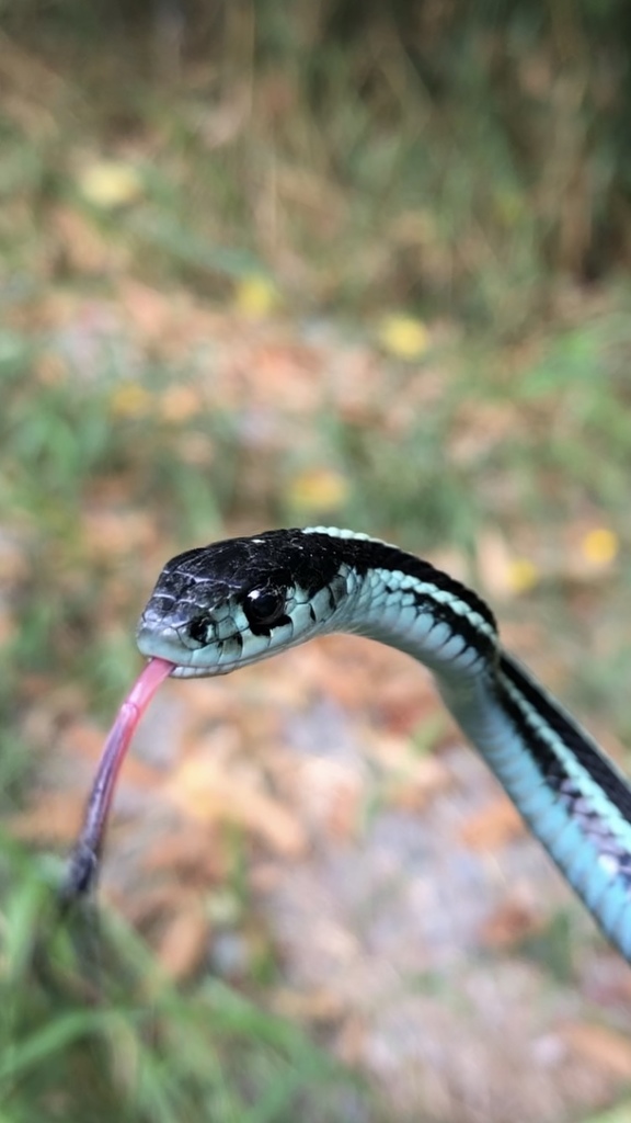 Blue Racer (Reptiles of Ohio) · iNaturalist