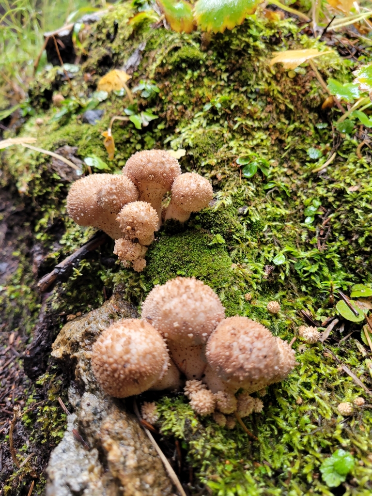 말불버섯 from Frisco, CO 80443, USA on 2021년 09월 03일 (금)... 오후 by Zach Kiser · iNaturalist 말불버섯 (Lycoperdon perlatum)