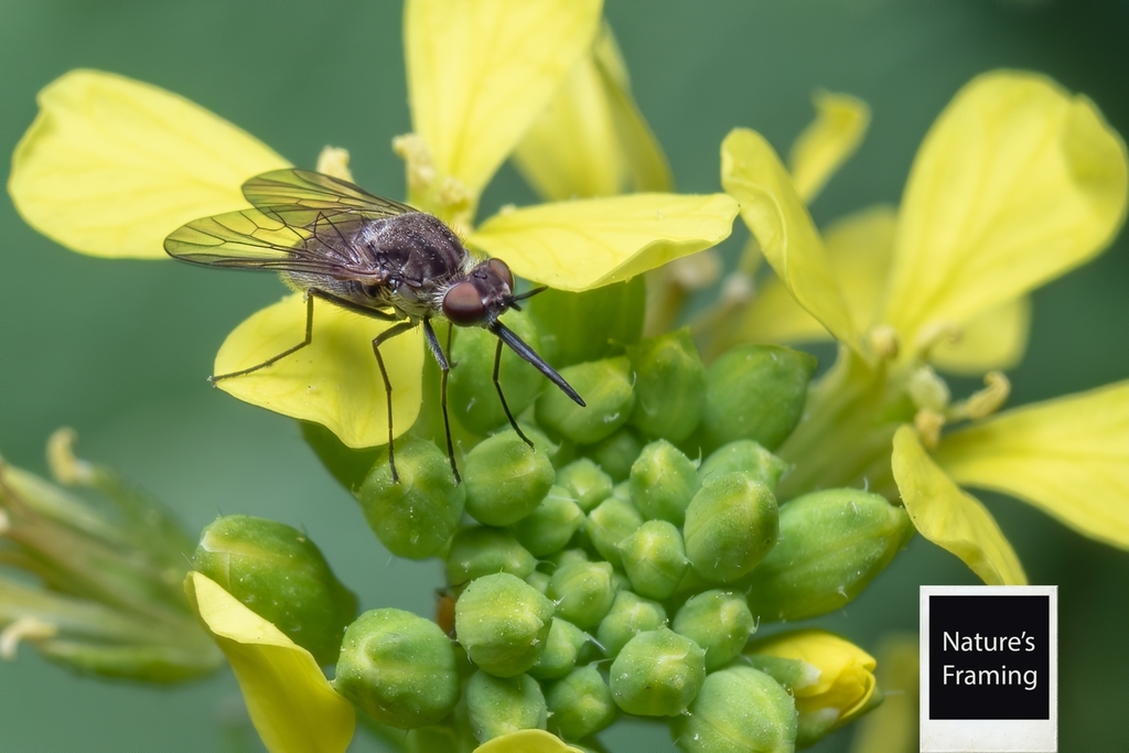 Registro realizado por letslivenature , Especie ( Mallophthiria elguetai ), 05 de Septiembre de 2021, Recoleta, Región Metropolitana, Chile