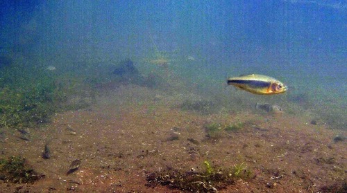 Largemouth shiner