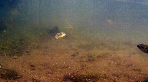 Carbonera Pupfish