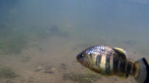 Carbonera Pupfish