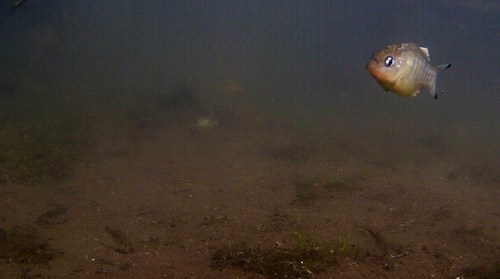Carbonera Pupfish
