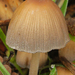 Coprinellus - Photo (c) Henk Wallays, all rights reserved