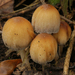 Coprinellus - Photo (c) Henk Wallays, all rights reserved, uploaded by Henk Wallays