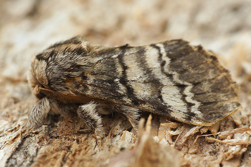 Lunar Marbled Brown