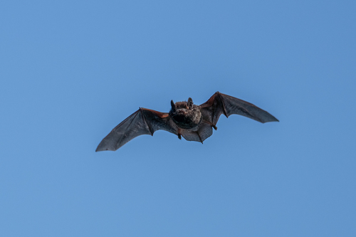 Silver-haired Bat