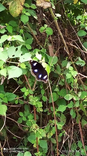 Great Eggfly