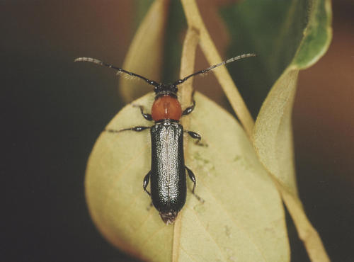 Apiogaster