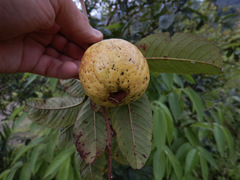 Psidium guajava image