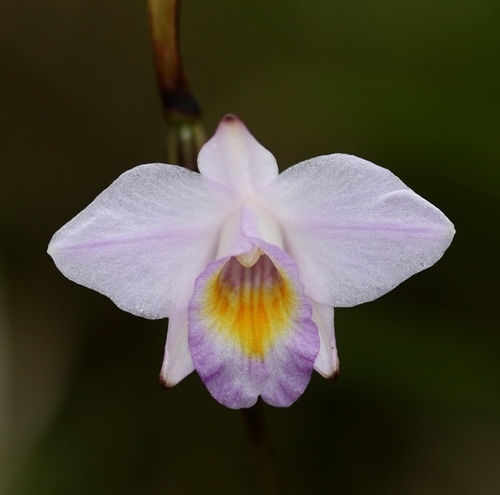 Bamboo Orchid