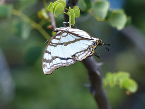 Club-tailed Squire
