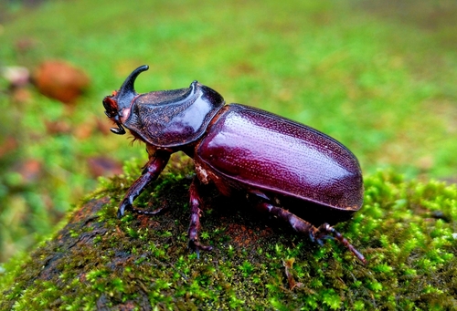 African Rhinoceros Beetle