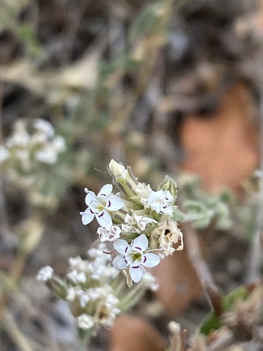 Bolanthus graecus