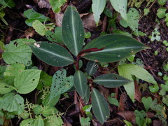 Costus laevis image