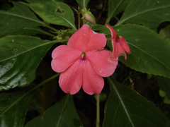 Impatiens walleriana image