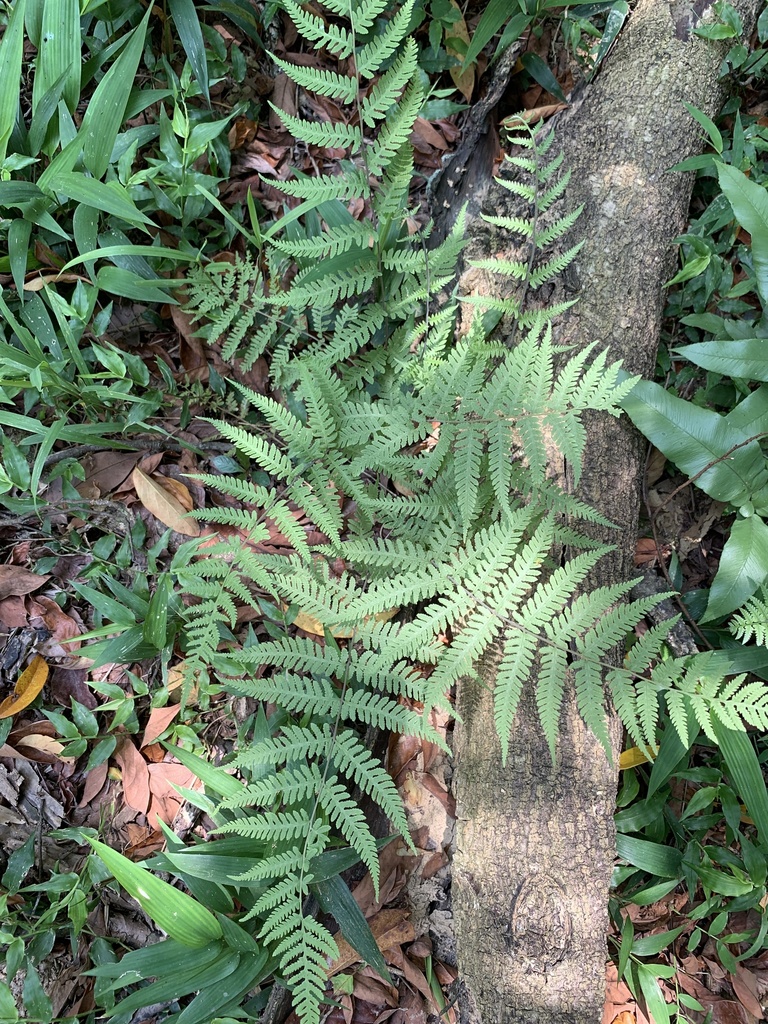 Metathelypteris flaccida (Metathelypteris flaccida)