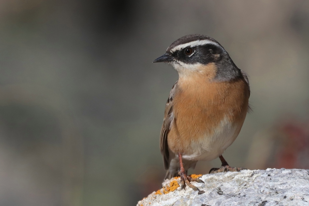 Brown Accentor (Prunella fulvescens)