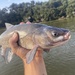 Orthodon microlepidotus - Photo (c) prickly_sculpin, todos los derechos reservados, subido por prickly_sculpin