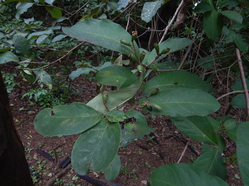 Eugenia hiraeifolia image