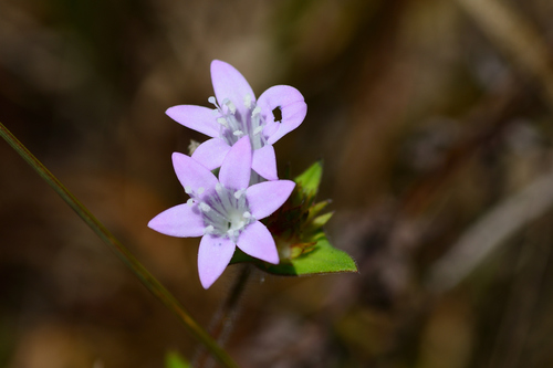 largeflower Mexican clover