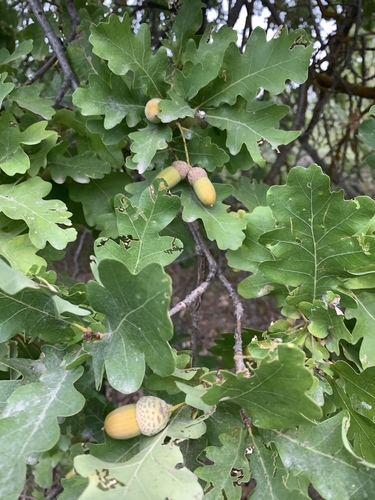 Subspecies Quercus robur pedunculiflora · iNaturalist