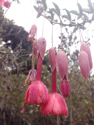 Passiflora parvifolia