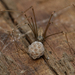 Harvestman Cellar Spider - Photo (c) Frederik Leck Fischer, all rights reserved, uploaded by Frederik Leck Fischer