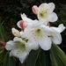 Rhododendron griffithianum - Photo (c) dhan1, todos los derechos reservados