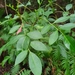 Polyscias sambucifolia - Photo (c) Luis Webber, todos los derechos reservados, subido por Luis Webber