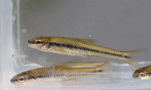 Blacknose Shiner