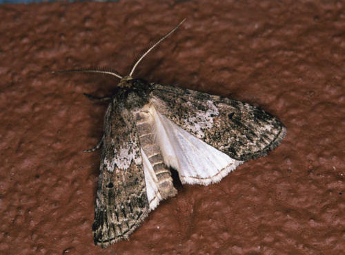 Phycitimorpha