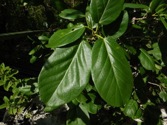 Image of Ficus cotinifolia
