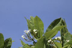 Plumeria rubra image