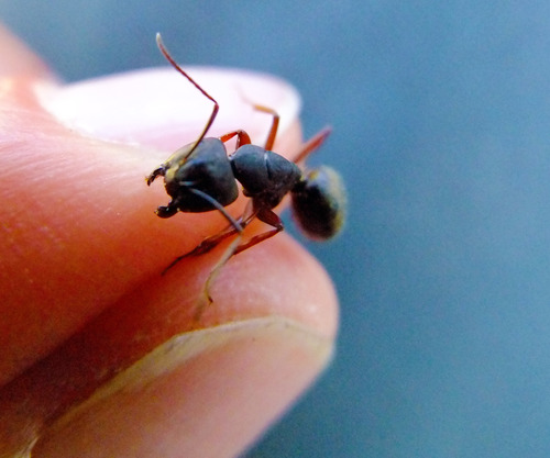 iNaturalist observation photo of Western Black Carpenter Ant