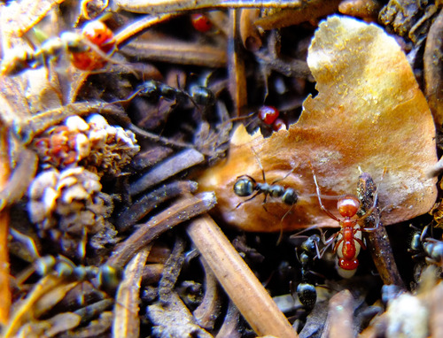 iNaturalist observation photo of Western Amazon Ant
