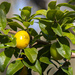 Hog Plum - Photo (c) Scott Simmons, all rights reserved, uploaded by Scott Simmons