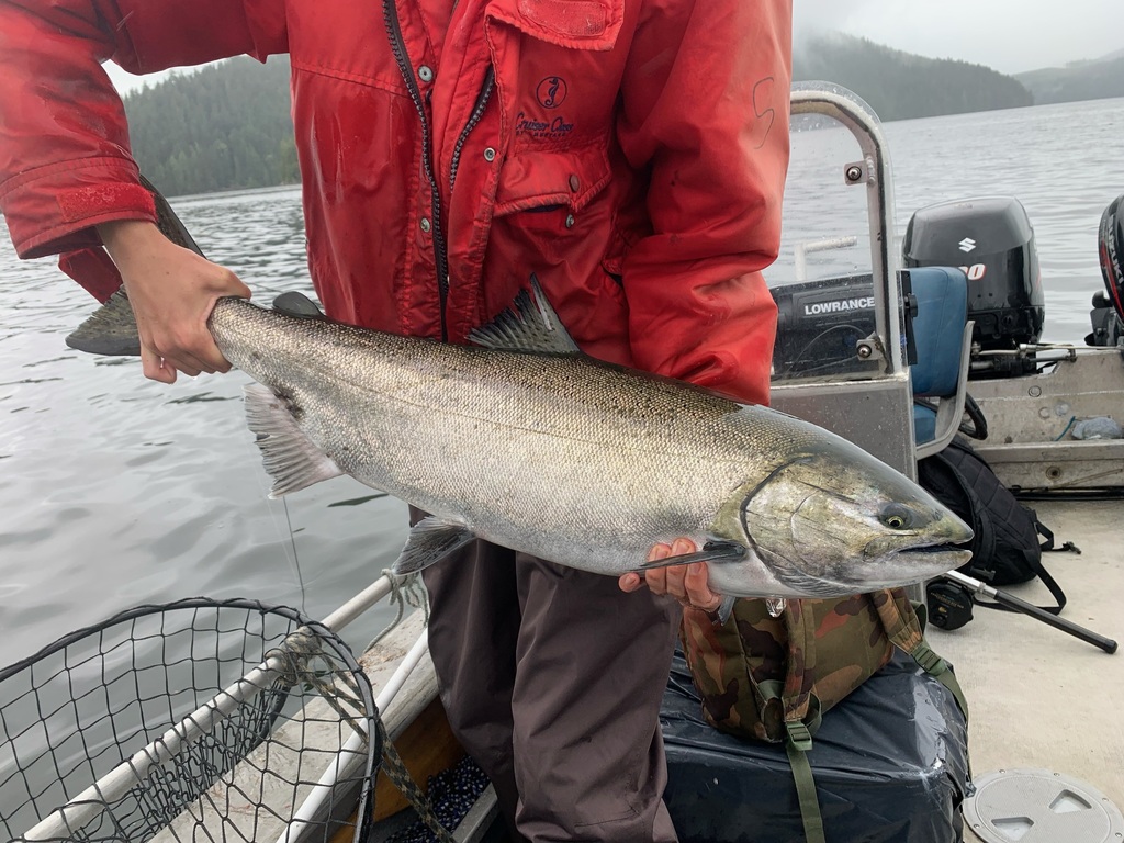 Chinook Salmon (Oncorhynchus tshawytscha) · iNaturalist