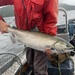 Salmon Chinook - Photo (c) B.C. angler, todos los derechos reservados, subido por B.C. angler