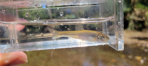 Bigmouth Shiner