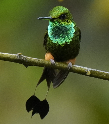 Ocreatus peruanus (Gould, 1849)