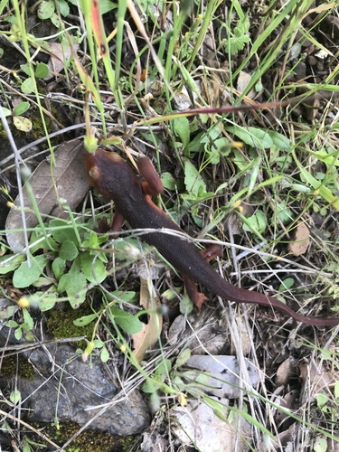 iNaturalist observation photo of Sierra Newt