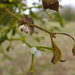 European Mistletoe Hyperparasitic Fungus - Photo (c) Tig, all rights reserved, uploaded by Tig