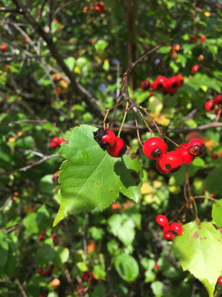 Crataegus phaenopyrum — an easy houseplant, prefers full sun light