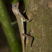 Dusky Earless Agama - Photo (c) hisno, all rights reserved, uploaded by hisno