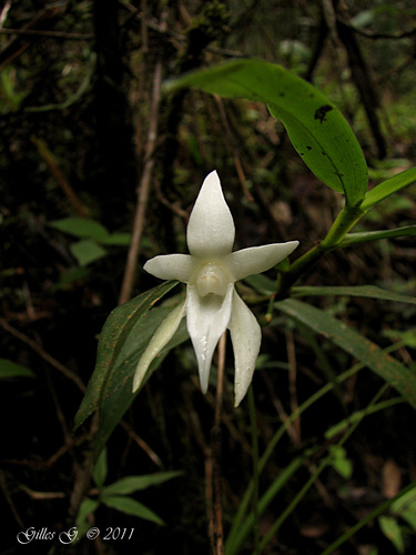 Angraecum mauritianum