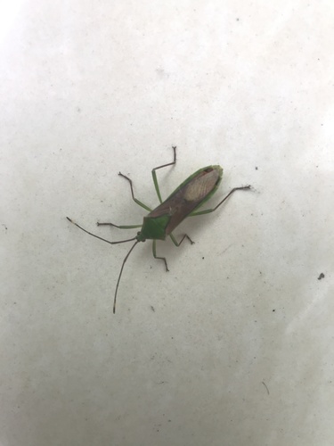 Homoeocerus striicornis